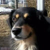 miccopitty